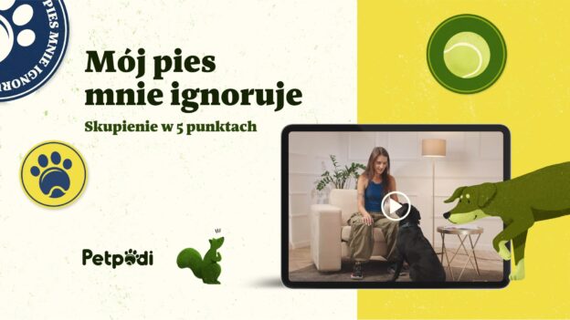Mój pies mnie ignoruje. Skupienie w 5 punktach.